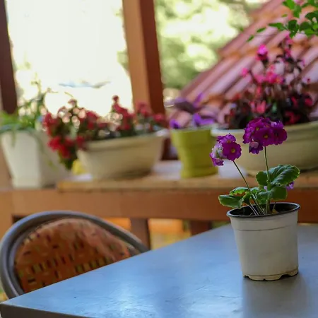 Shkodra Guest House & Trips Gasthof Shkodra