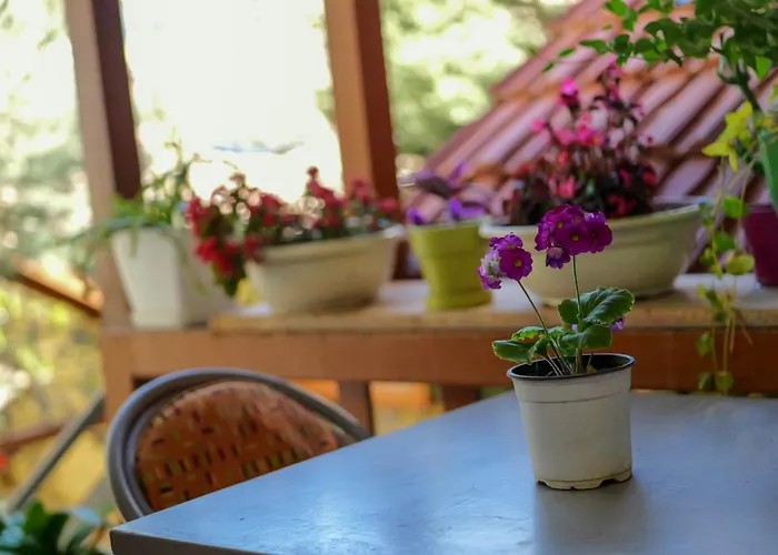 & Trips 招待所 Shkodër